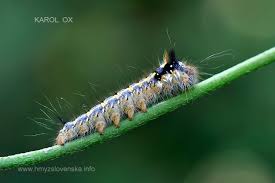 Attēlu rezultāti vaicājumam “Euthrix potatoria larva”