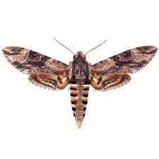 Attēlu rezultāti vaicājumam “Agrius convolvuli”