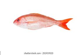 Image result for Lutjanus campechanus