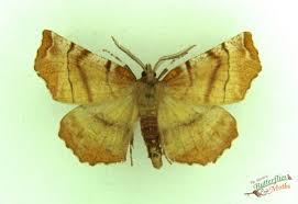 Attēlu rezultāti vaicājumam “Selenia dentaria”