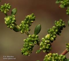 Attēlu rezultāti vaicājumam “Herniaria glabra flower”
