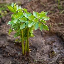 Attēlu rezultāti vaicājumam “Levisticum officinale leaf”