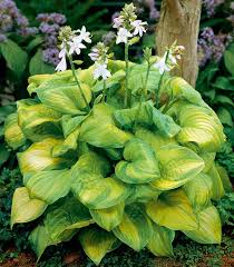 Attēlu rezultāti vaicājumam “Hosta sp. flower”