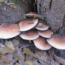 Attēlu rezultāti vaicājumam “Hypholoma lateritium”