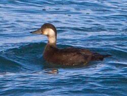 Attēlu rezultāti vaicājumam “Melanitta nigra”