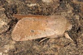 Attēlu rezultāti vaicājumam “Orthosia cruda”