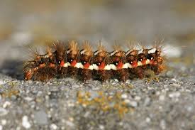 Attēlu rezultāti vaicājumam “Acronicta rumicis imago”