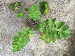 Image result for Pastinaca sativa