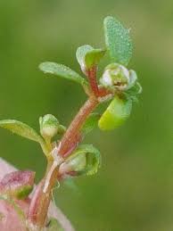 Attēlu rezultāti vaicājumam “Elatine hydropiper leaf”