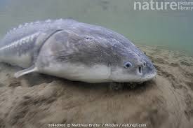 Image result for Acipenser transmontanus
