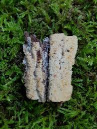 Attēlu rezultāti vaicājumam “Ceriporiopsis resinascens”