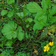 Attēlu rezultāti vaicājumam “Trichia erecta stalked”