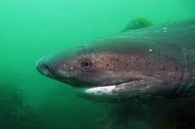 Image result for Notorynchus cepedianus