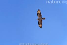 Attēlu rezultāti vaicājumam “Pernis apivorus”