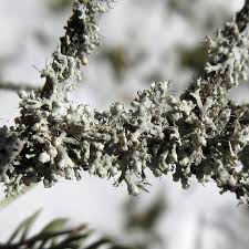 Attēlu rezultāti vaicājumam “Physcia adscendens”