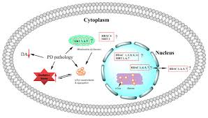 Image result for Calne Alpha 4