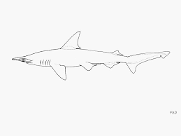 Image result for Sphyrna corona