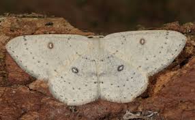 Attēlu rezultāti vaicājumam “Cyclophora albipunctata”