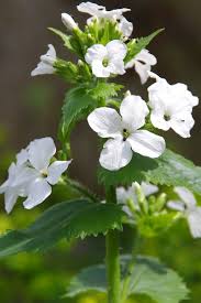 Attēlu rezultāti vaicājumam “Lunaria annua flower”
