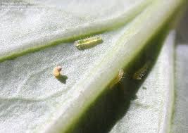 Attēlu rezultāti vaicājumam “Pieris rapae larva”