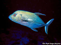 Image result for Caranx lugubris