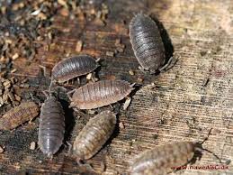 Attēlu rezultāti vaicājumam “Oniscoidea”