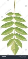 Attēlu rezultāti vaicājumam “Sorbus aucuparia leaf”