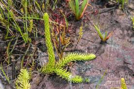 Attēlu rezultāti vaicājumam “Lycopodiella inundata”