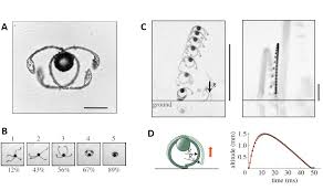Attēlu rezultāti vaicājumam “Enteridium corticatum spores”