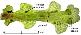 Attēlu rezultāti vaicājumam “Blasia pusilla sporophyte”
