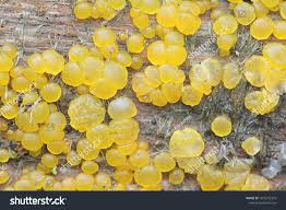 Attēlu rezultāti vaicājumam “Dacrymyces stillatus”