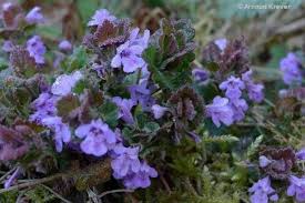 Attēlu rezultāti vaicājumam “Glechoma hederacea flower”