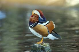 Attēlu rezultāti vaicājumam “Aix galericulata”