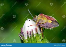 Attēlu rezultāti vaicājumam “Carpocoris purpureipennis”