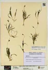 Attēlu rezultāti vaicājumam “Stuckenia filiformis leaf”