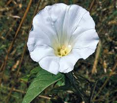 Attēlu rezultāti vaicājumam “Calystegia sepium”