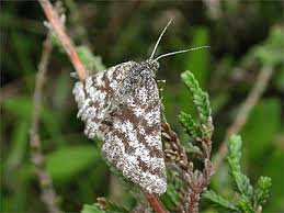 Attēlu rezultāti vaicājumam “Ematurga atomaria male”