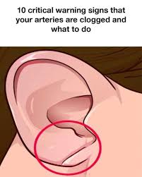 Image result for pheega