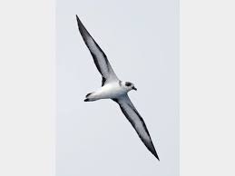 Image result for Pterodroma hasitata