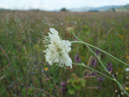 Attēlu rezultāti vaicājumam “Scabiosa ochroleuca”