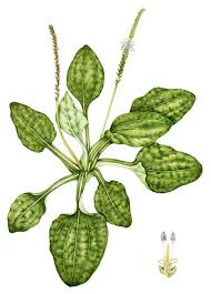 Attēlu rezultāti vaicājumam “Plantago major”