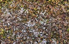 Attēlu rezultāti vaicājumam “Nardia scalaris cells”