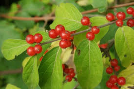 Attēlu rezultāti vaicājumam “Lonicera xylosteum”