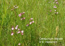 Attēlu rezultāti vaicājumam “Centaurium littorale”