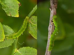 Attēlu rezultāti vaicājumam “Hypena crassalis”