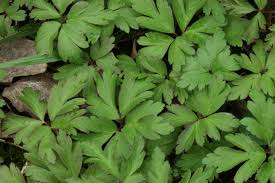 Attēlu rezultāti vaicājumam “Anemone nemorosa”