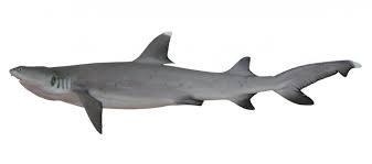 Image result for Negaprion acutidens