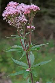 Image result for Eupatorium cannabinum
