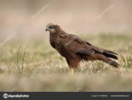 Attēlu rezultāti vaicājumam “Circus aeruginosus adult”