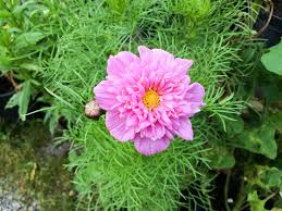 Image result for Cosmos bipinnatus `Double Click`